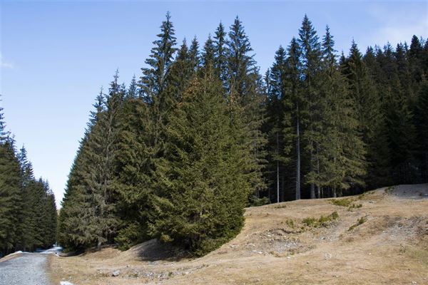 Nordmannsgran pris - alt hvad du skal vide