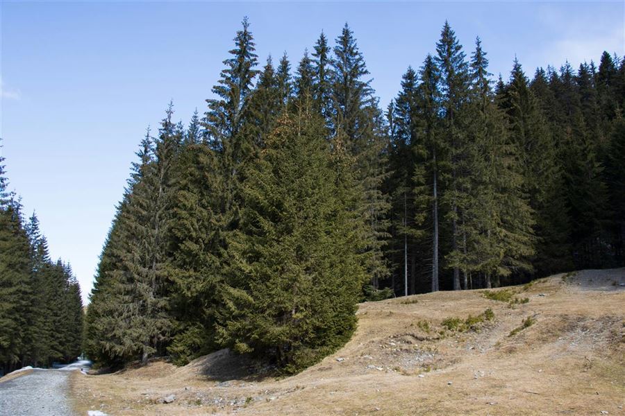 Nordmannsgran pris - alt hvad du skal vide